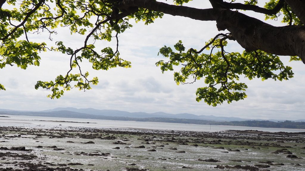 Decorative image: shoreline at low tide, with tree. Photo by Dinah Murray.